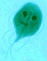 120_giardia.gif